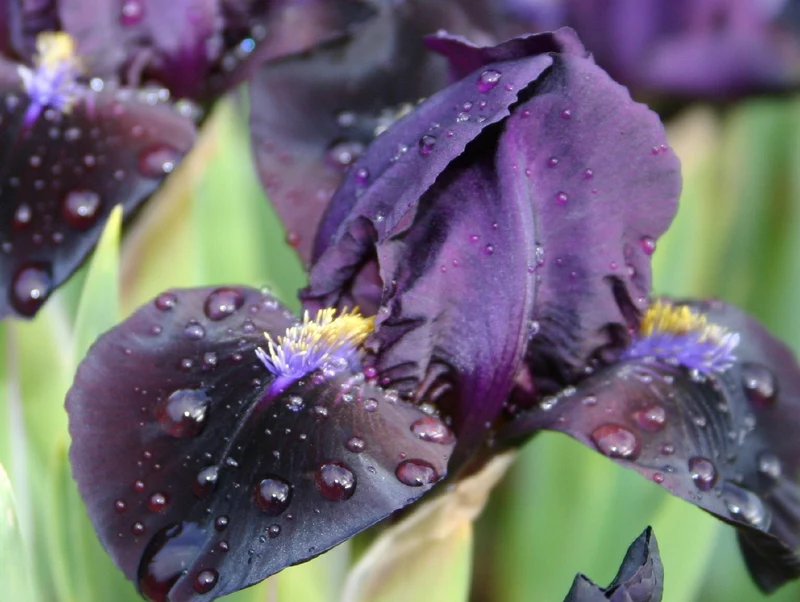 Iris Barbata-Nana 'Demon' (Zwergschwertlilie)