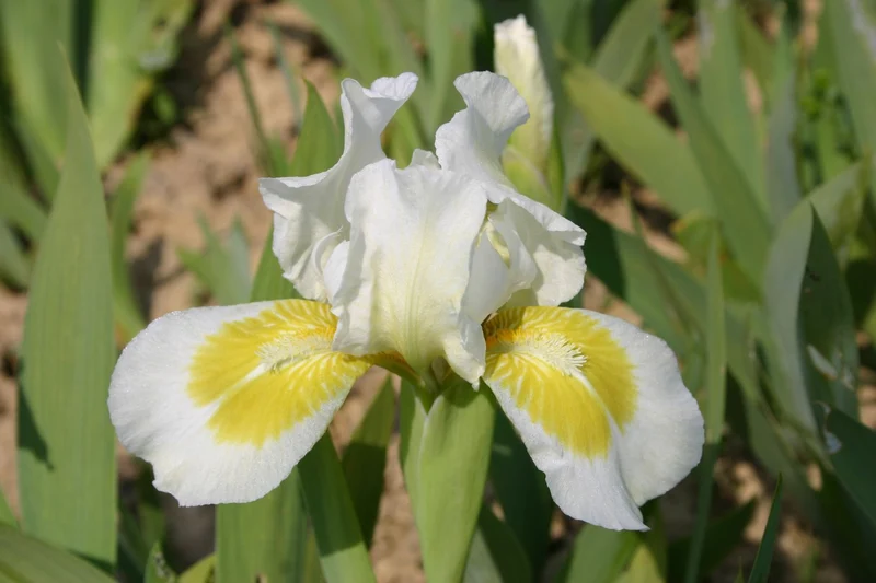 Iris Barbata-Nana 'Crystal Bright' (Zwergschwertlilie)
