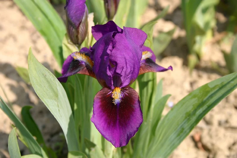 Iris Barbata-Nana 'Church Stoke' (Zwergschwertlilie)