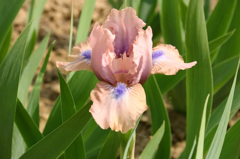 Iris Barbata-Nana 'Chanted' (Zwergschwertlilie)