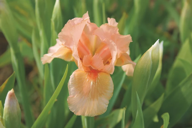 Iris Barbata-Nana 'Bright Vision' (Zwergiris)