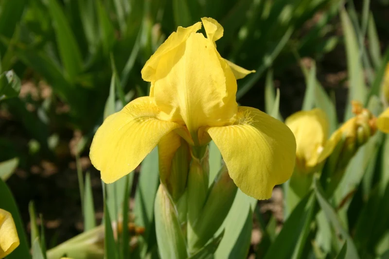 Iris Barbata-Nana 'Brassie' (Zwergige Garten-Schwertlilie)