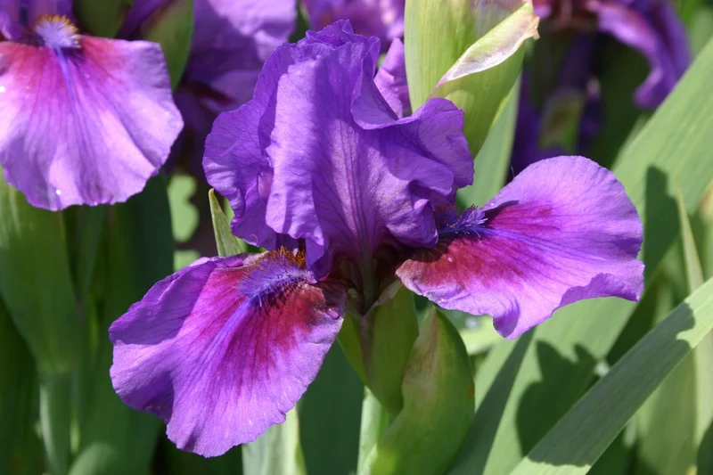 Iris Barbata-Media 'Verse' (Mittelhohe Bartschwertlilie)
