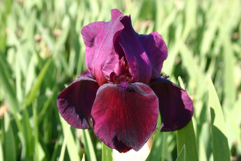 Iris Barbata-Media 'Ruby Chimes' (Mittelhohe Bartschwertlilie)