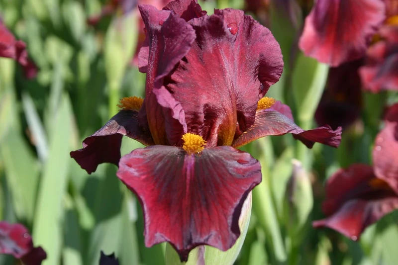 Iris Barbata-Media 'Red Zinger' (Mittelhohe Bartschwertlilie)