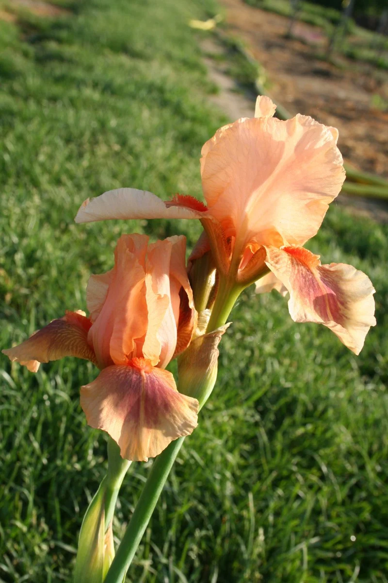 Iris Barbata-Media 'Pink Pele' (Mittelhohe Bartschwertlilie)