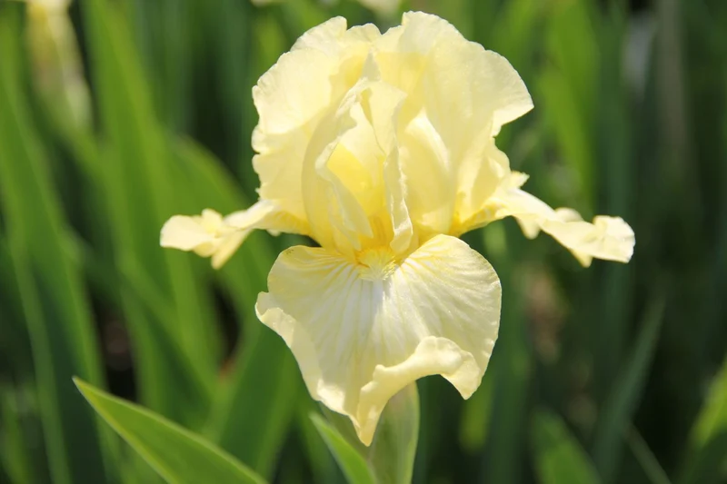 Iris Barbata-Media 'Maui Moonlight' (Mittelhohe Bartschwertlilie)