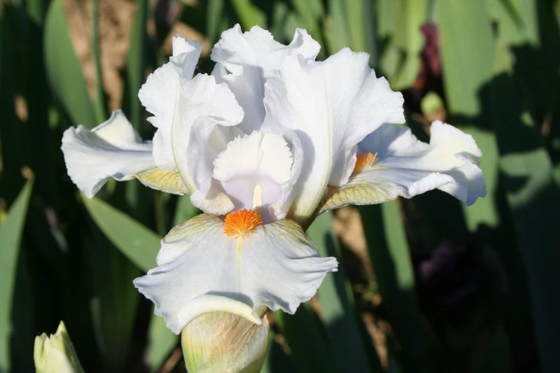 Iris Barbata-Media 'I'll Be Back' (Mittelhohe Bartschwertlilie)