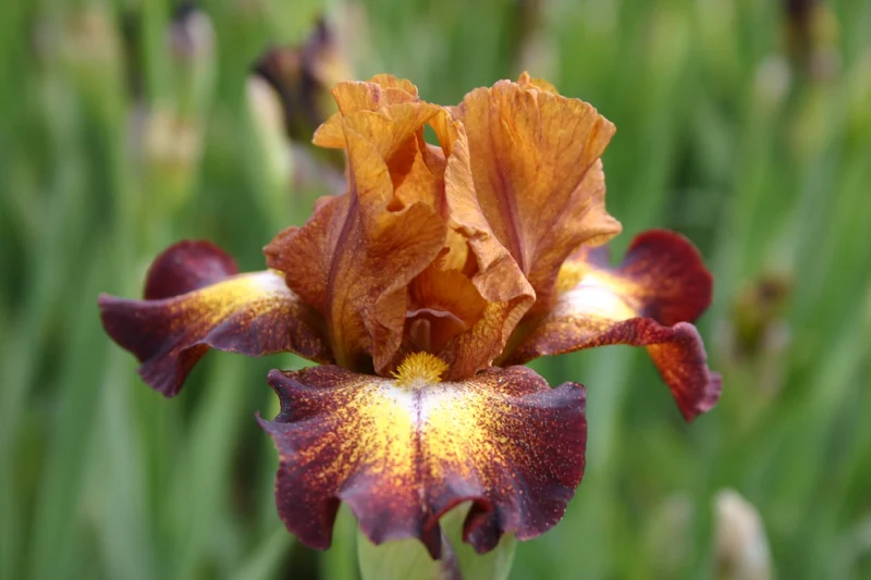 Iris Barbata-Media 'Hot Spice' (Mittelhohe Bartschwertlilie)