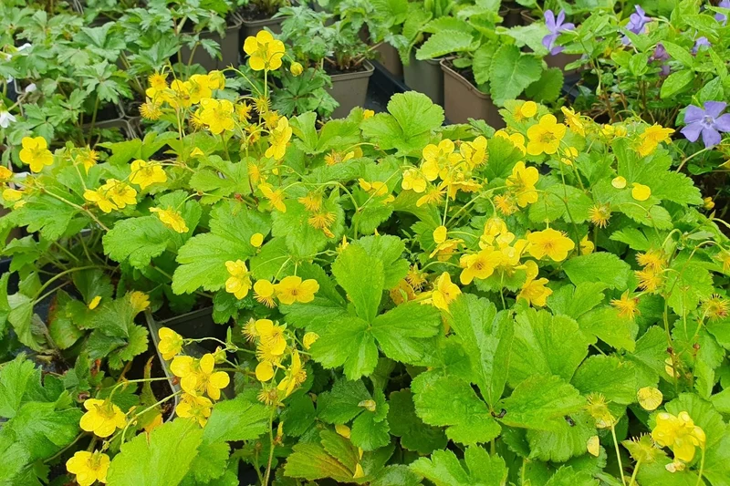 Waldsteinia ternata (Dreiblättrige Matten-Waldsteinie)