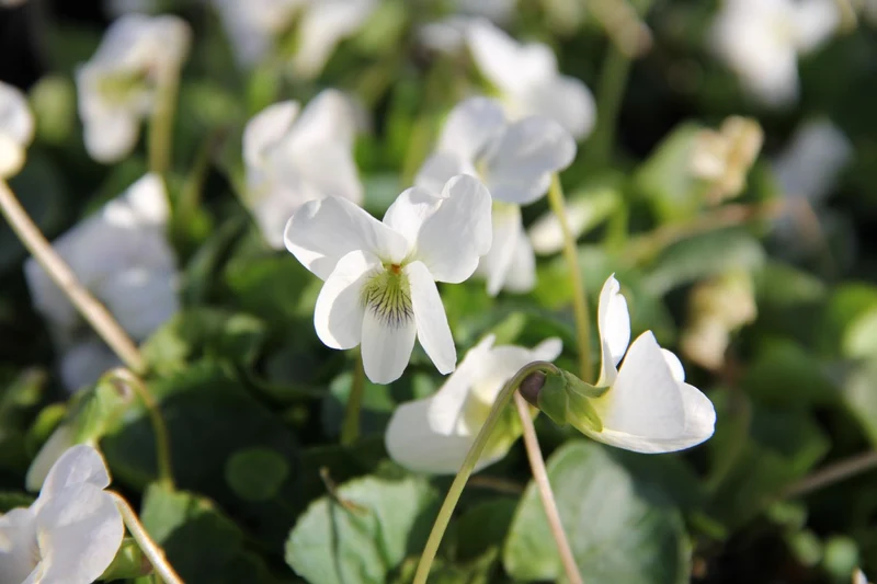 Viola sororia 'Albiflora' (Garten-Pfingst-Veilchen)