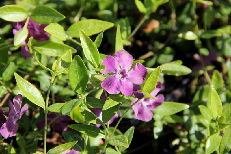 Vinca minor 'Rubra' (Kleines Garten-Immergrün)