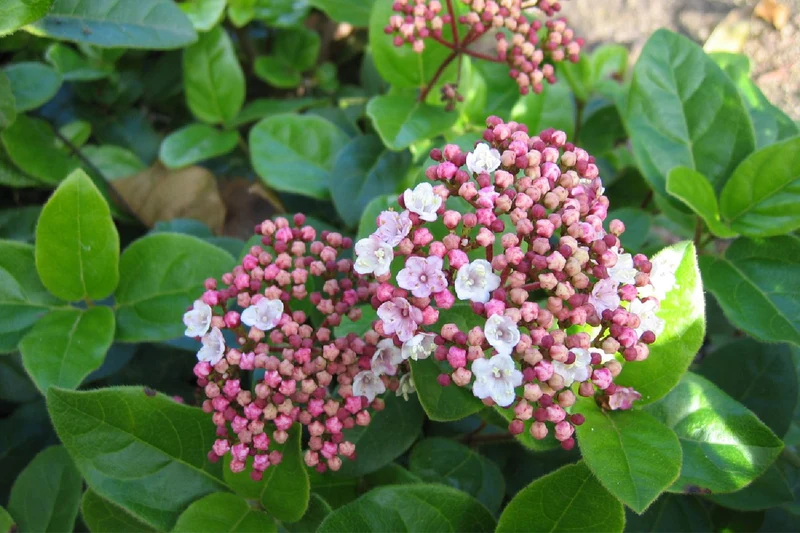 Viburnum tinus 'Lisa Rose' ® (Lorbeer-Schneeball)
