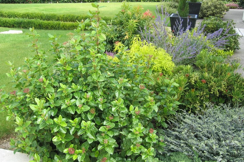 Viburnum tinus 'Lisa Rose' ® (Lorbeer-Schneeball)