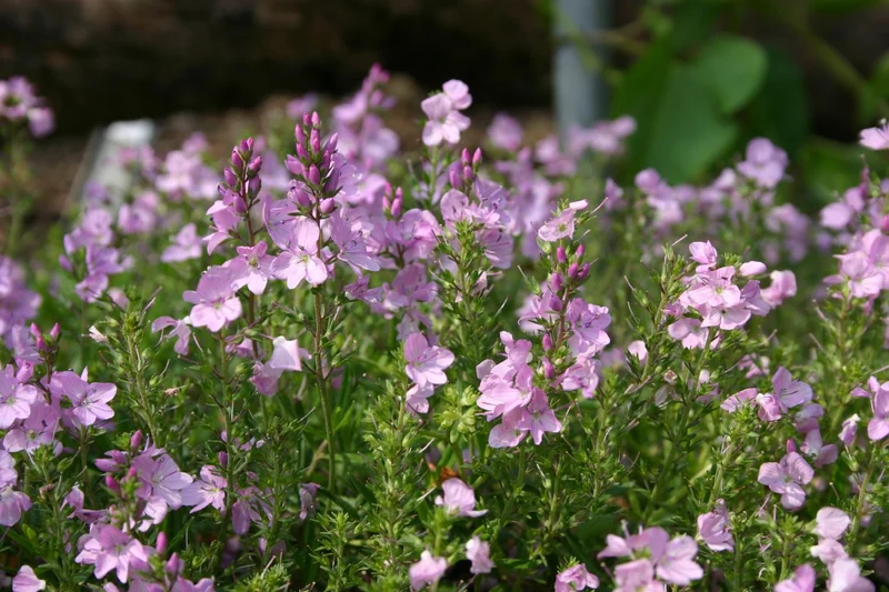 Veronica prostrata 'Mrs.Holt' (Niederliegender Garten-Ehrenpreis)