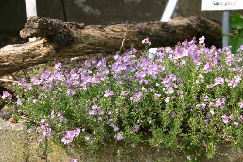 Veronica prostrata 'Mrs.Holt' (Niederliegender Garten-Ehrenpreis)