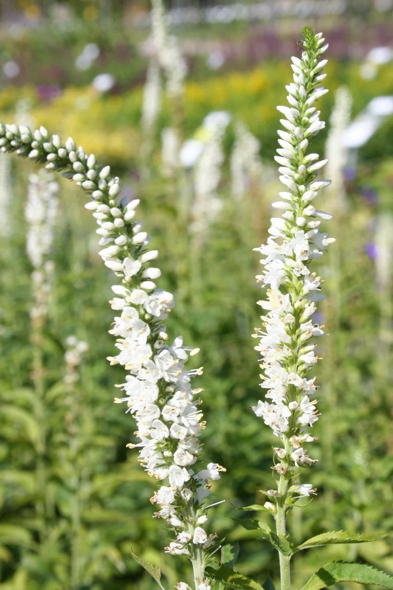 Veronica longifolia 'Schneeriesin' (Langblättriger Garten-Ehrenpreis)