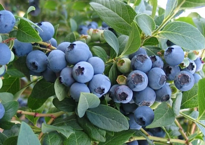 Vaccinium corymbosum 'Elizabeth' (Kultur-Heidelbeere)