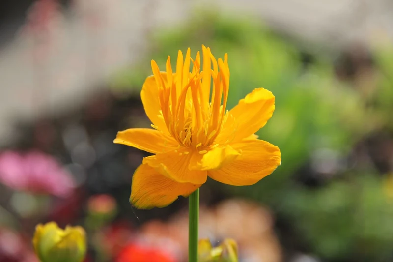 Trollius chinensis 'Golden Queen' (Garten-Trollblume)