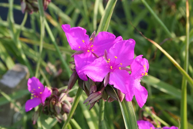 Tradescantia ohiensis 'Red Grape' (Garten-Dreimasterblume)