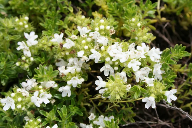 Thymus serpyllum 'Albus' (Garten-Thymian)
