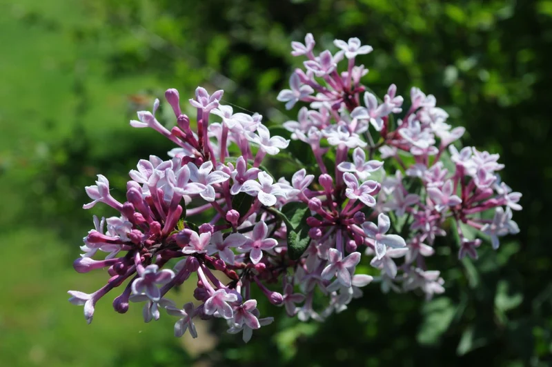Syringa microphylla 'Superba' (Flieder)