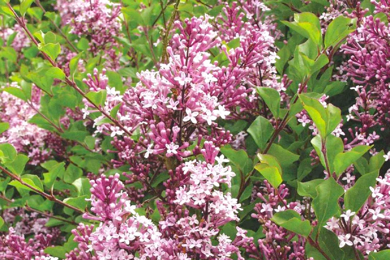 Syringa meyeri 'Palibin' (Chinesischer Zwergflieder)