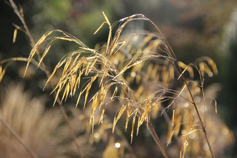 Stipa gigantea (Riesen-Federgras)
