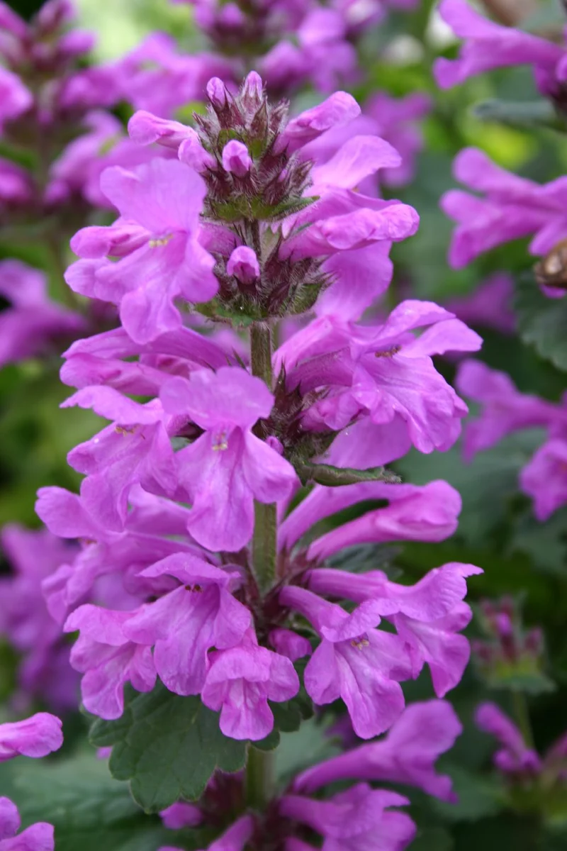 Stachys grandiflora 'Superba' (Großblütiger Garten-Ziest)