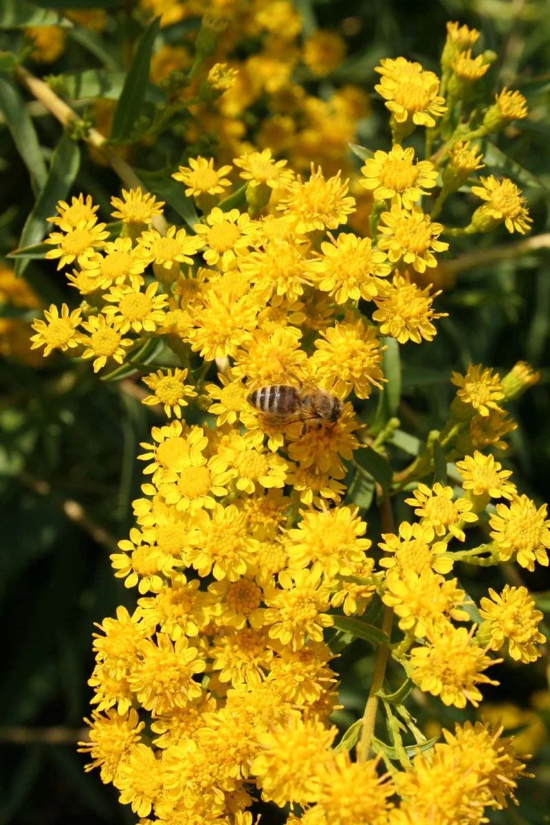 Solidago sempervirens 'Goldene Wellen' (Sattgrüne Garten-Goldrute)