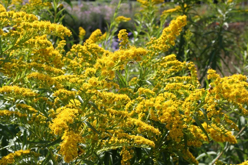 Solidago sempervirens 'Goldene Wellen' (Sattgrüne Garten-Goldrute)