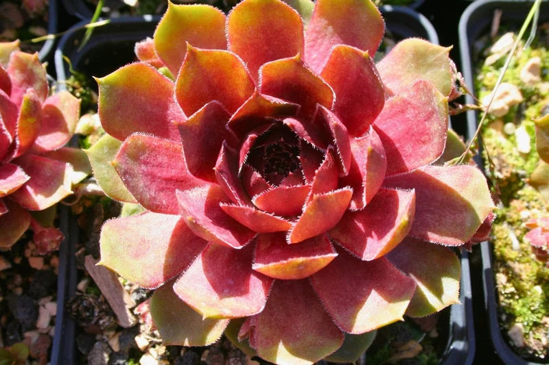 Sempervivum 'Smaragd' (Garten-Steinrose)