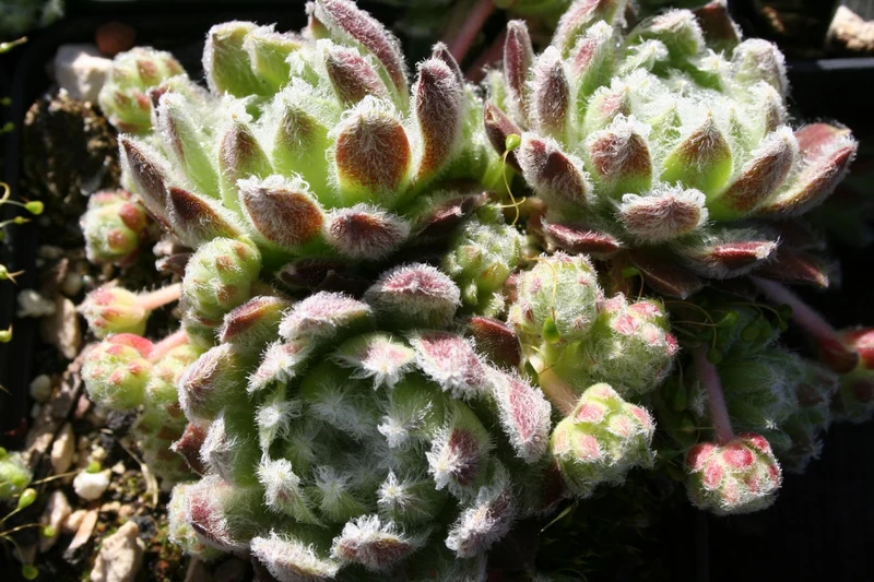 Sempervivum 'Shirley's Joy' (Garten-Hauswurz)