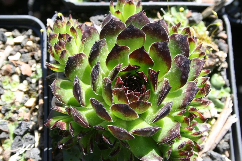 Sempervivum 'Reinhard' (Garten-Hauswurz)