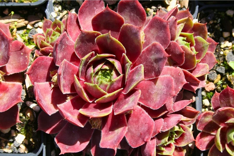 Sempervivum 'Paricutin' (Garten-Hauswurz)