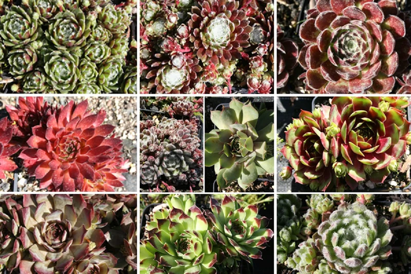 Sempervivum-Sortiment 10 verschiedene Sorten (Garten-Hauswurz)
