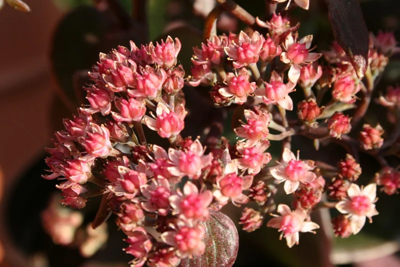 Sedum telephium 'Xenox' ® (Rotbraunblättrige Garten-Fetthenne)