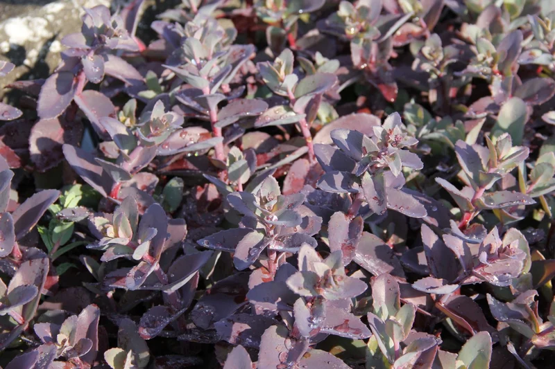 Sedum telephium 'Xenox' ® (Rotbraunblättrige Garten-Fetthenne)