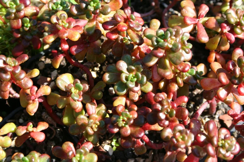 Sedum oreganum (Oregon-Fetthenne)