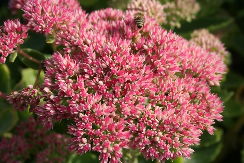 Sedum 'Herbstfreude' (Große Garten-Fetthenne)