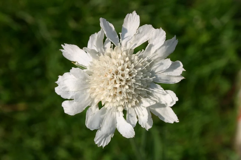 Scabiosa caucasica 'Perfecta Alba' (Große Garten-Skabiose)