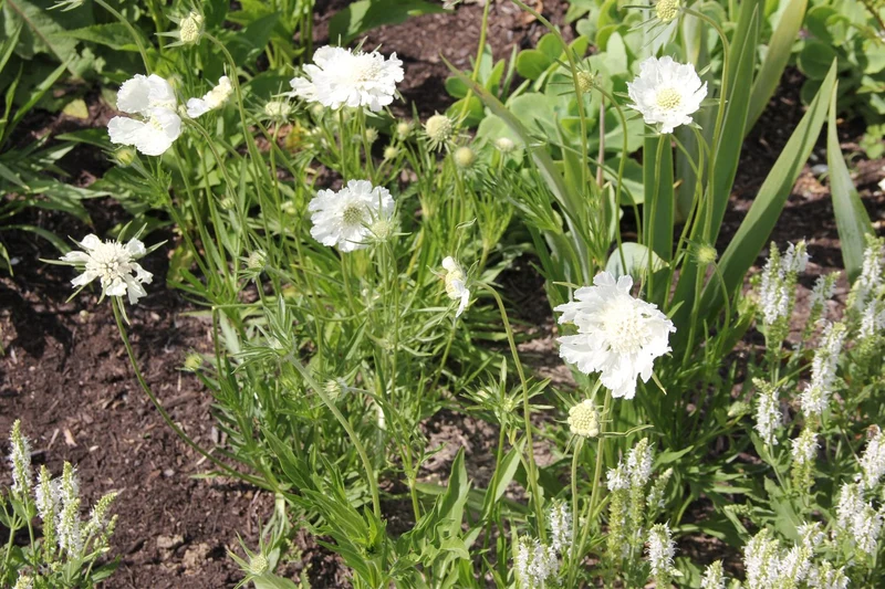 Scabiosa caucasica 'Perfecta Alba' (Große Garten-Skabiose)