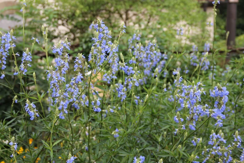 Salvia uliginosa (Sumpf-Salbei)