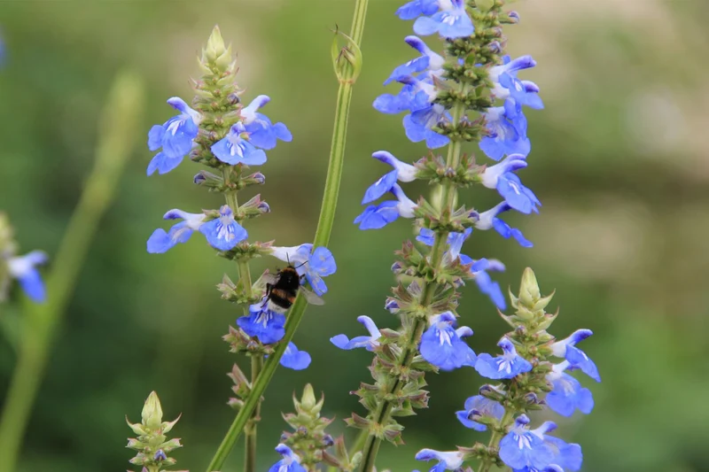 Salvia uliginosa (Sumpf-Salbei)