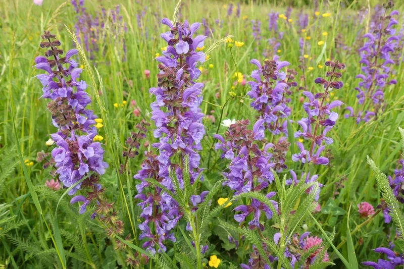 Salvia pratensis (Wiesen-Salbei)