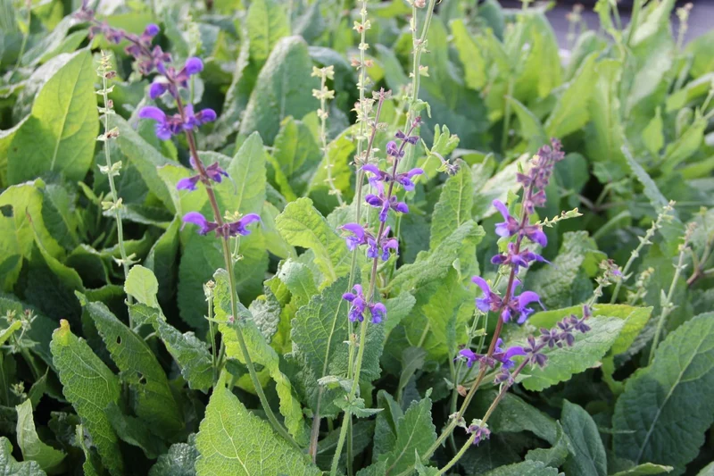 Salvia pratensis (Wiesen-Salbei)