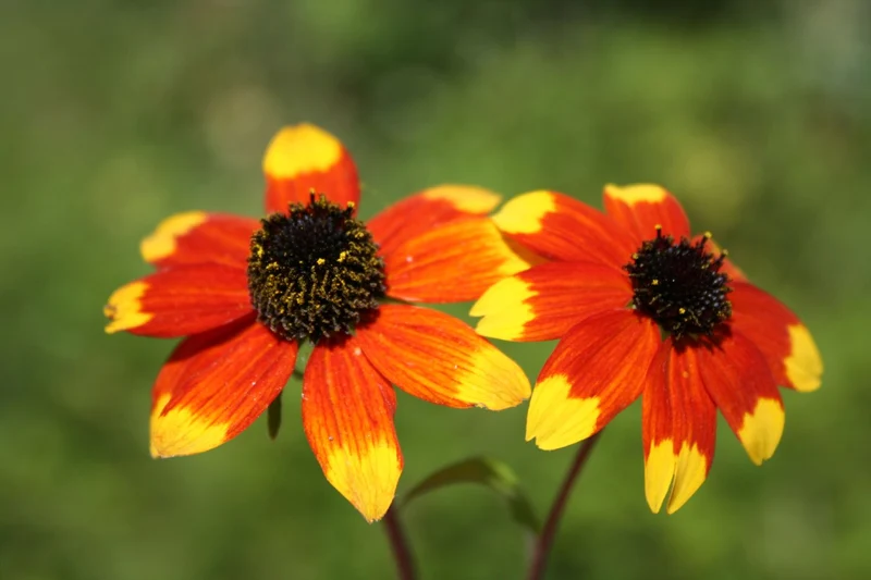 Rudbeckia triloba 'Prairie Glow' (Oktober-Sonnenhut)