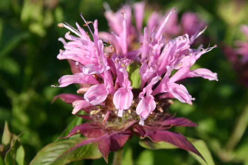 Monarda fistulosa 'Beauty of Cobham' (Indianernessel)