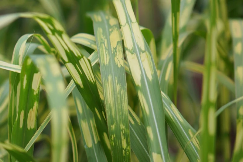 Miscanthus x giganteus 'Aligator' (Hohes Chinaschilf)