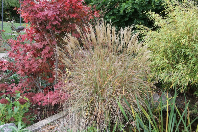 Miscanthus sinensis 'Yakushima Dwarf' (Halbhohes Chinaschilf)